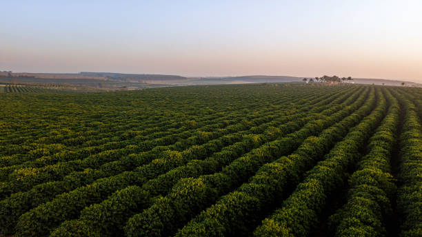 Coffee cherries drying